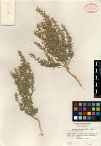 Herbarium Sheet of 